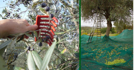 Σακί Ελαιοσυλλογής Διχτυωτό 50Χ100 εκ. 10 τεμάχια