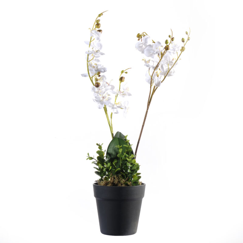 Supergreens Τεχνητό Φυτό Ορχιδέα Phalaenopsis Λευκό 50 εκ.