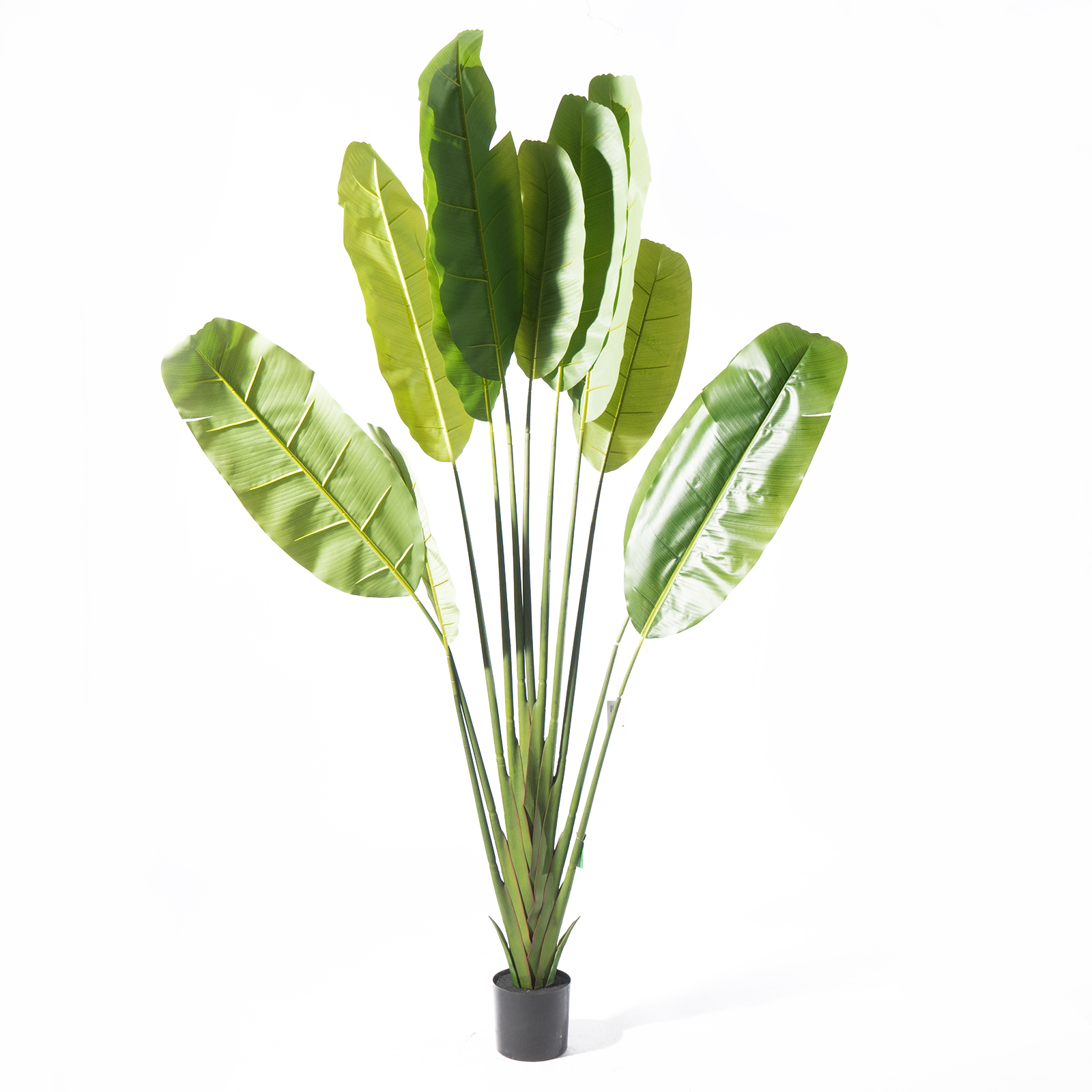 Supergreens Τεχνητό Δέντρο Πουλί του Παραδείσου "Strelitzia Ravenala" Πράσινο 250 εκ. Supergreens Τεχνητό Δέντρο Πουλί του Παραδείσου "Strelitzia Ravenala" Πράσινο 250 εκ.