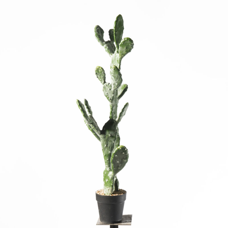 Supergreens Τενητό Φυτό Φραγκοσυκιά "Opuntia" 91