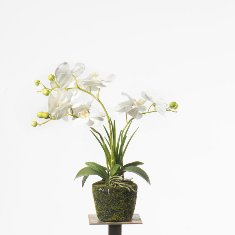 Supergreens Τεχνητό Φυτό Ορχιδέα Phalaenopsis Λευκό 42 εκ.