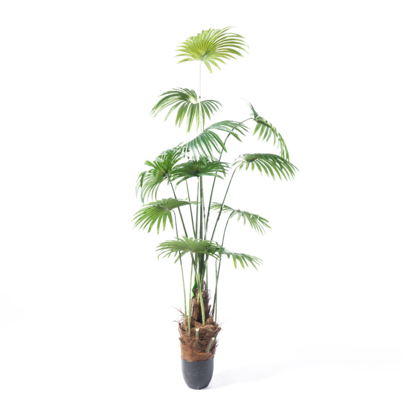 Supergreens Τεχνητό Δέντρο Πιτσάρδια "Washingtonia" Πράσινο 200 εκ.