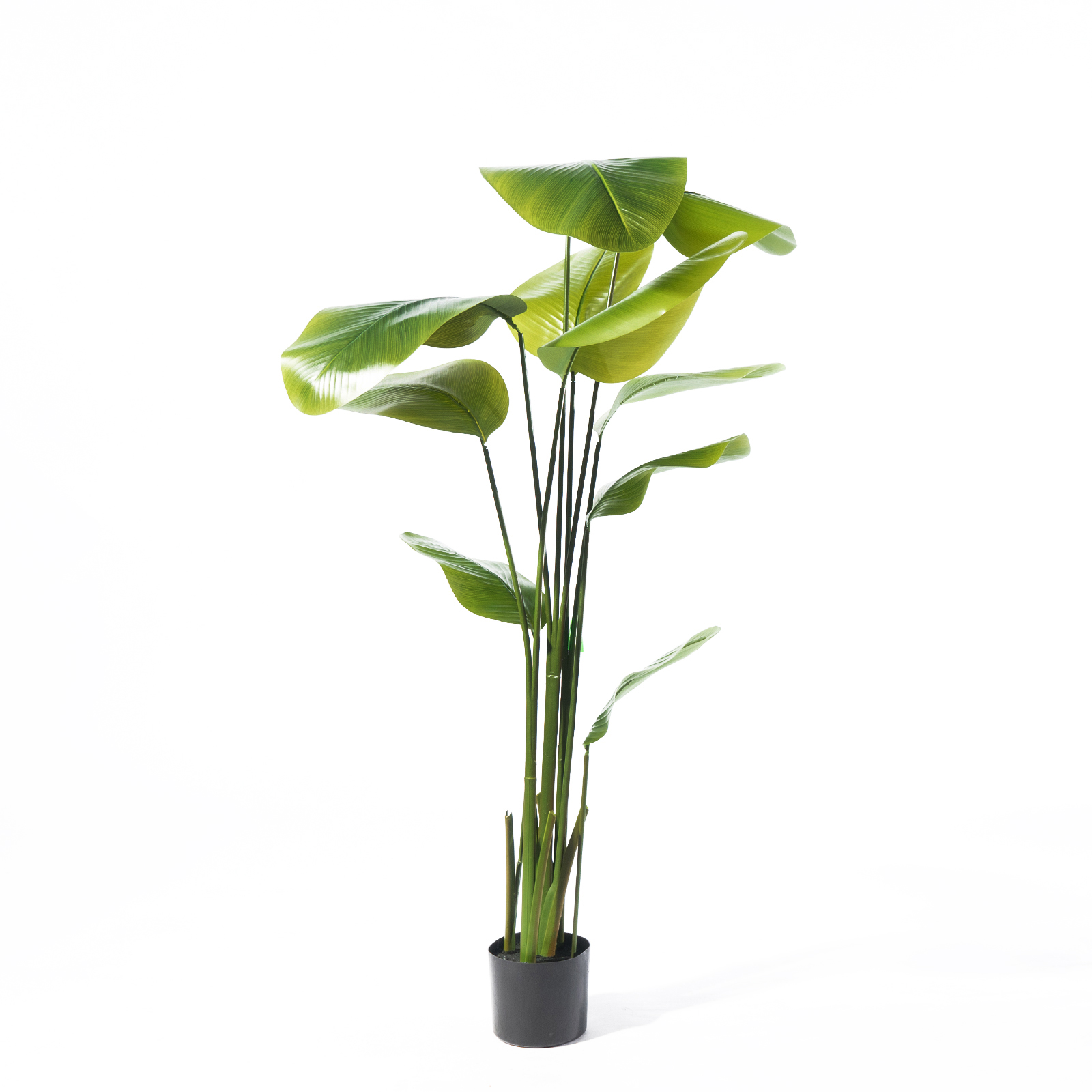 Supergreens Τεχνητό Δέντρο Πουλί του Παραδείσου "Strelitzia Augusta" Πράσινο 180 εκ. Supergreens Τεχνητό Δέντρο Πουλί του Παραδείσου "Strelitzia Augusta" Πράσινο 180 εκ.