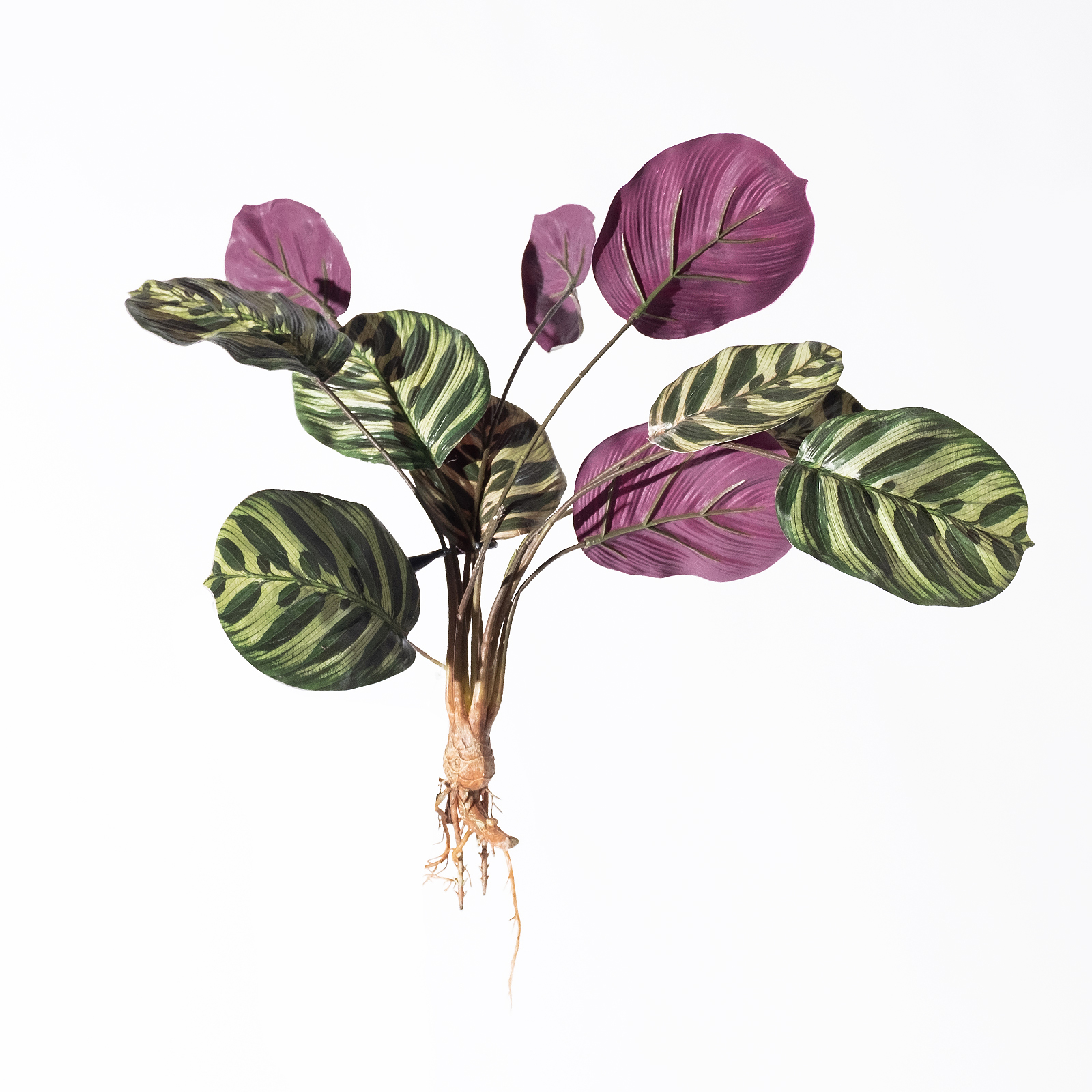 Supergreens Τεχνητή Χωνευτή Καλαθέα Makoyana Πράσινη 61 εκ. Supergreens Τεχνητή Χωνευτή Καλαθέα Makoyana Πράσινη 61 εκ.