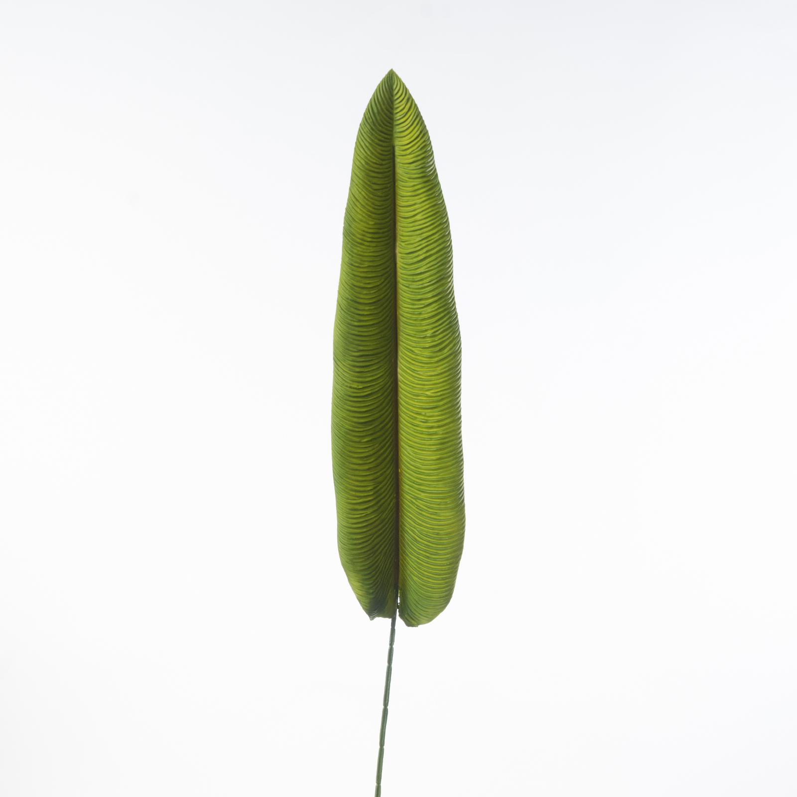 Supergreens Τεχνητό Φύλλο Πουλί του Παραδείσου "Strelitzia Nicolai" Πράσινο 103 εκ. Supergreens Τεχνητό Φύλλο Πουλί του Παραδείσου "Strelitzia Nicolai" Πράσινο 103 εκ.
