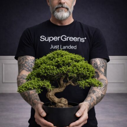 Supergreens Τεχνητό Φυτό Μπονσάι Πεύκο "Mini Zen" Πράσινο 70 εκ.