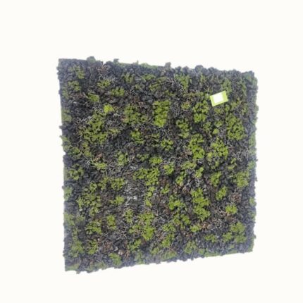 Supergreens Τεχνητή Φυλλωσιά Moss "Gladonia" Πράσινο με Μαύρο 100x100 εκ.