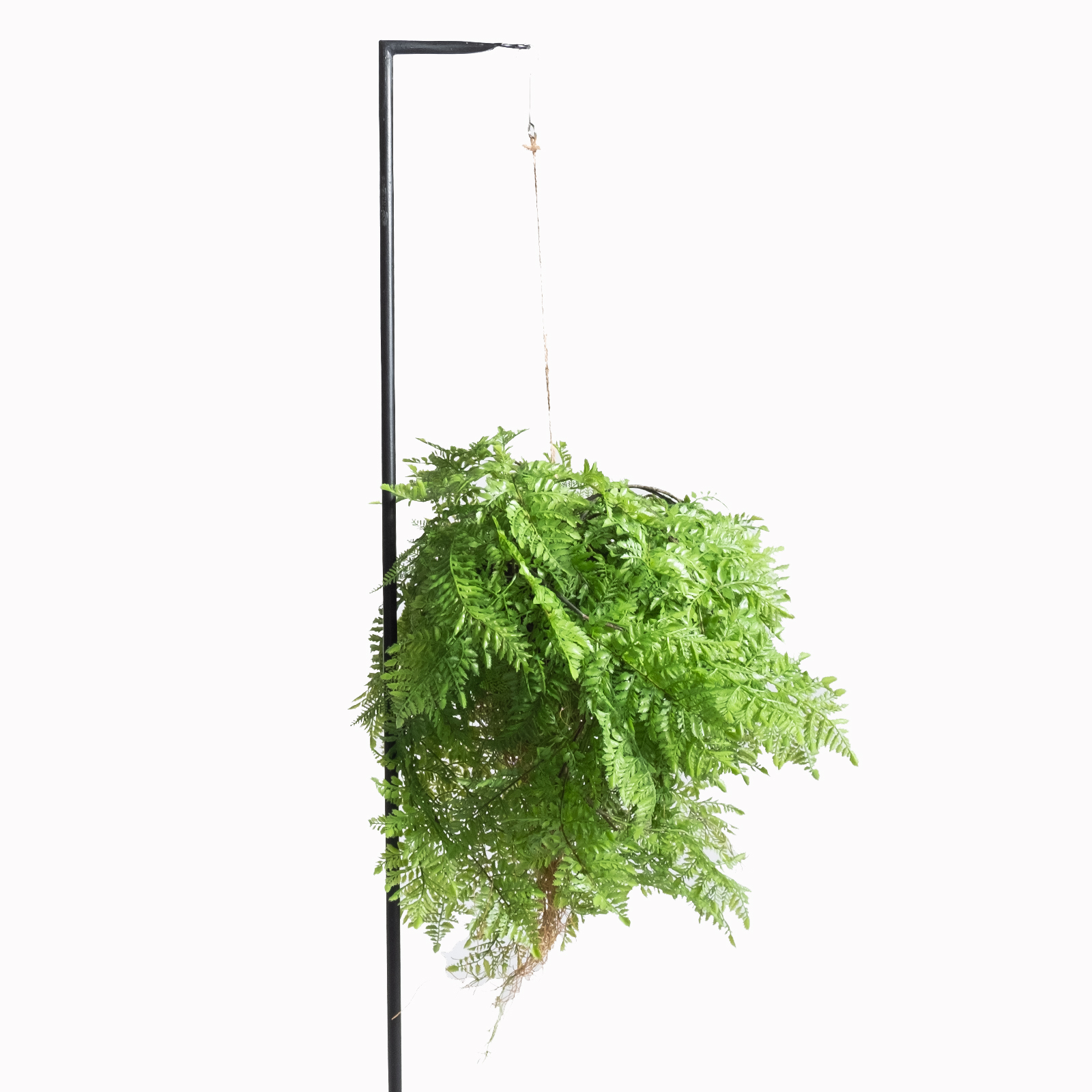 Supergreens Τεχνητή Κρεμαστή Ρίζα Φτέρη Πράσινη 65 εκ. Supergreens Τεχνητή Κρεμαστή Ρίζα Φτέρη Πράσινη 65 εκ.
